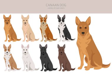Kenan köpek klipsi. Farklı pozlar, farklı renkler. Vektör illüstrasyonu