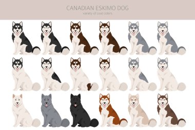 Kanadalı Eskimo köpek tırnağı. Farklı pozlar, farklı renkler. Vektör illüstrasyonu