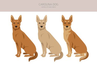 Carolina dog clipart. Different poses, coat colors set.  Vector illustration clipart