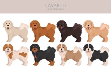 Cavapoo karışık cins clipart. Farklı pozlar, farklı renkler. Vektör illüstrasyonu