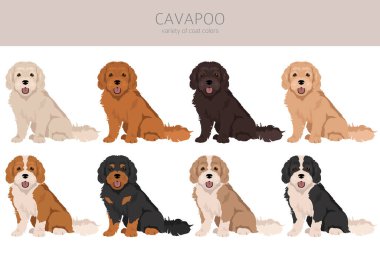 Cavapoo karışık cins clipart. Farklı pozlar, farklı renkler. Vektör illüstrasyonu