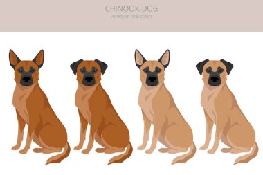 Chinook köpek klipsi. Farklı pozlar, farklı renkler. Vektör illüstrasyonu