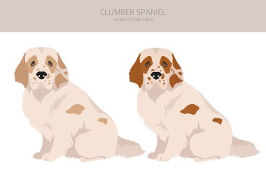 Clumber spaniel clipart. Farklı pozlar, farklı renkler. Vektör illüstrasyonu