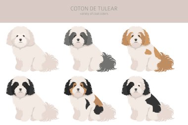 Coton de Tulear tırmanışı. Farklı pozlar, farklı renkler. Vektör illüstrasyonu