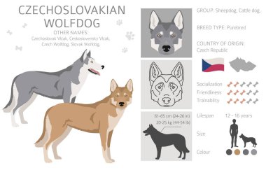 Çekoslovakya kurt köpeği kırpması. Farklı pozlar, farklı renkler. Vektör illüstrasyonu
