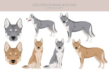 Çekoslovakya kurt köpeği kırpması. Farklı pozlar, farklı renkler. Vektör illüstrasyonu