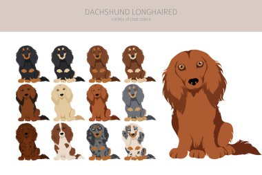 Dachshund uzun saçlı klipsli. Farklı pozlar, farklı renkler. Vektör illüstrasyonu