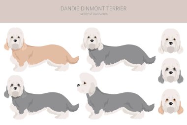Dandie Dinmont Teriyer Clipart. Farklı pozlar, farklı renkler. Vektör illüstrasyonu