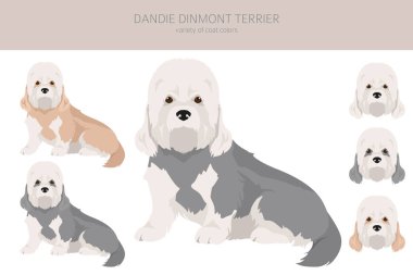 Dandie Dinmont Teriyer Clipart. Farklı pozlar, farklı renkler. Vektör illüstrasyonu