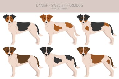 Danish swedish farmdog clipart. Different poses, coat colors set.  Vector illustration clipart