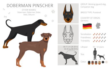 Doberman köpekleri ezer. Farklı pozlar, farklı renkler. Vektör illüstrasyonu