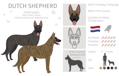 Dutch shepherd clipart. Farklı pozlar, farklı renkler. Vektör illüstrasyonu