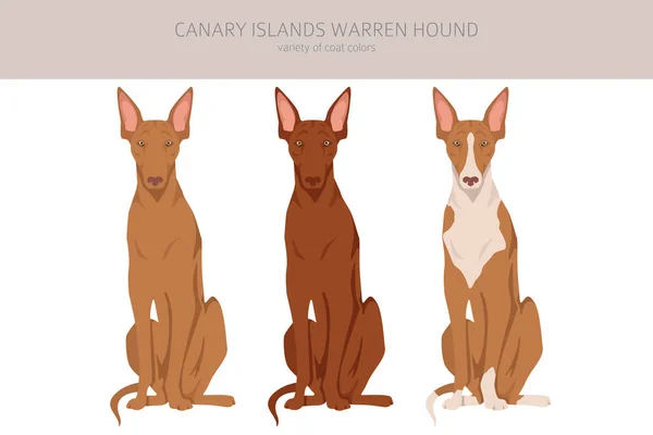 Canary Island Warren Hound Clipart Different Poses Coat Colors Set — Stock vektor
