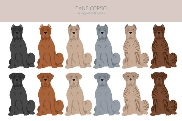 Cane Corso Clipart 不同的姿势 不同的外套颜色 矢量说明 — 图库矢量图片