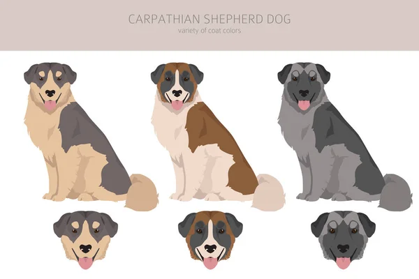 stock vector Carpathian shepherd dog clipart. Different poses, coat colors set.  Vector illustration