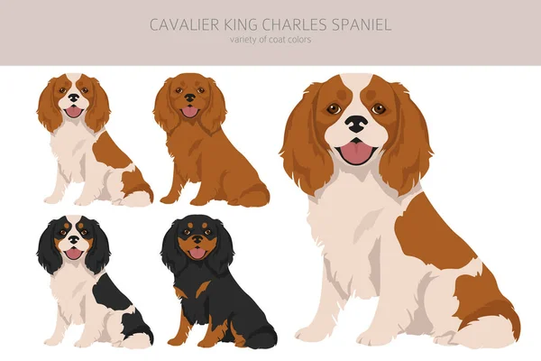 キャバリエ王チャールズ スパニエル クライパート すべてのコートの色セット 位置が違う すべての犬は特徴的なインフォグラフィックを繁殖させます ベクターイラスト — ストックベクタ