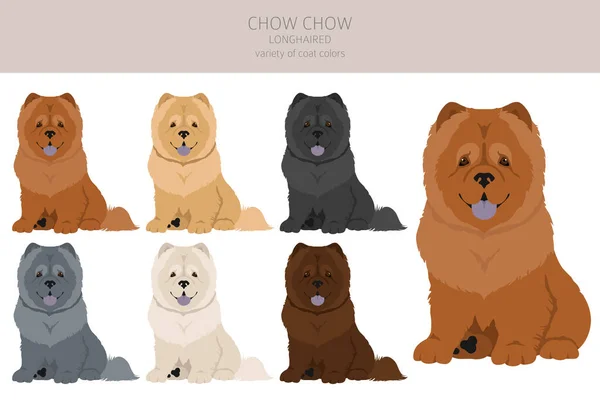 Chow Chow Uzun Saçlı Çeşitli Clipart Farklı Pozlar Farklı Renkler — Stok Vektör