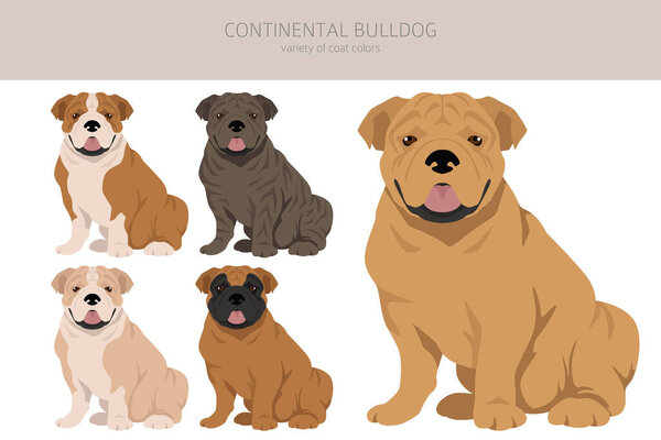 Континентальный бульдог. Разные позы, набор цветов пальто. Векторная иллюстрация