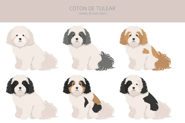 Coton Tulear Clipart Różne Pozy Zestaw Kolorów Płaszcza Ilustracja Wektora — Wektor stockowy