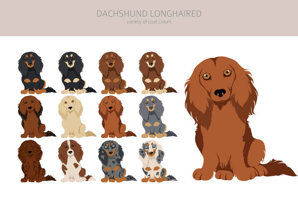 Dachshund long haired clipart. Different poses, coat colors set.  Vector illustration