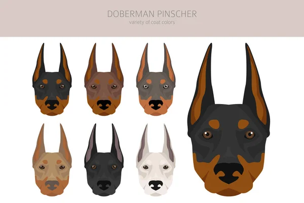 Doberman Pinscher Cani Clipart Posate Diverse Colori Del Cappotto Impostati — Vettoriale Stock