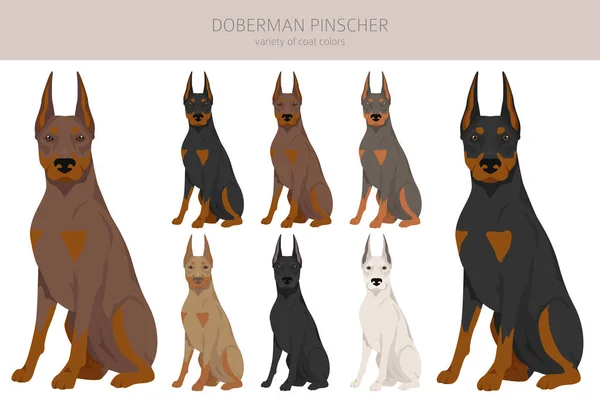 Doberman Pinscher Dogs Clipart Different Poses Coat Colors Set Vector — Stock Vector