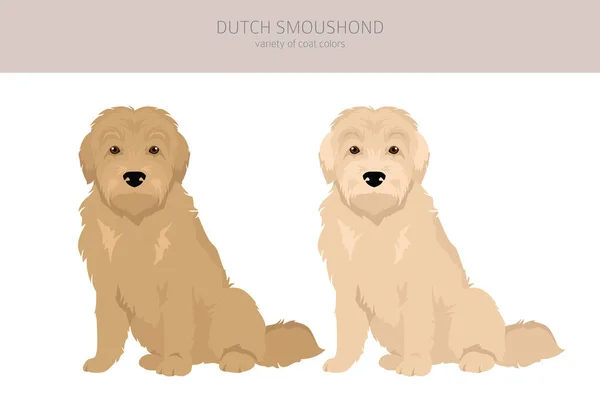 Dutch Smoushond Clipart Inglés Distintas Poses Colores Del Abrigo Establecidos — Vector de stock