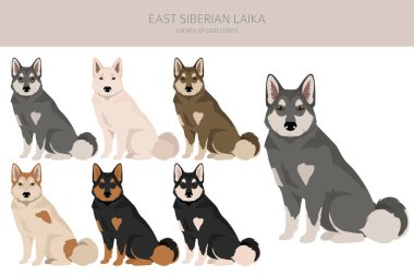 Doğu Sibirya Laika Clipart. Farklı ceket renkleri. Vektör illüstrasyonu