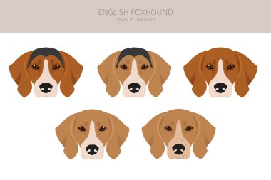 İngiliz foxhound clipart. Farklı pozlar, farklı renkler. Vektör illüstrasyonu