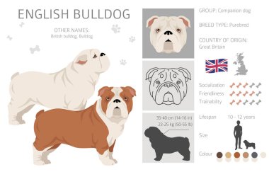 İngiliz bulldog klibi. Farklı pozlar, farklı renkler. Vektör illüstrasyonu