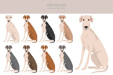 İngiliz tazısı kırpması. Farklı pozlar, farklı renkler. Vektör illüstrasyonu