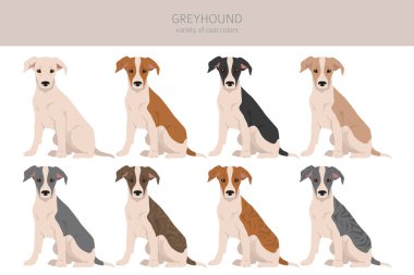 İngiliz tazısı kırpması. Farklı pozlar, farklı renkler. Vektör illüstrasyonu