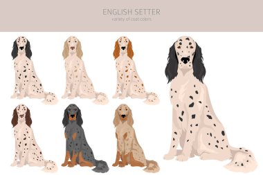 İngilizce setter clipart. Farklı pozlar, farklı renkler. Vektör illüstrasyonu