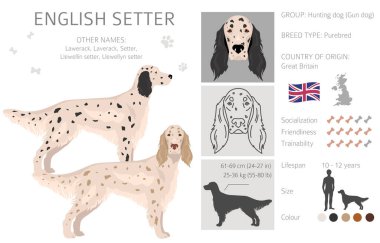 İngilizce setter clipart. Farklı pozlar, farklı renkler. Vektör illüstrasyonu