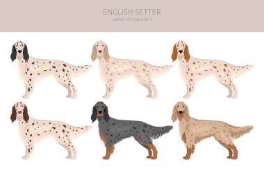 İngilizce setter clipart. Farklı pozlar, farklı renkler. Vektör illüstrasyonu