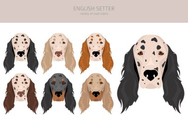 İngilizce setter clipart. Farklı pozlar, farklı renkler. Vektör illüstrasyonu