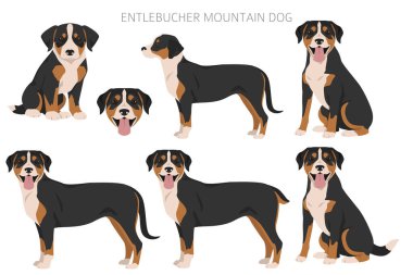 Entlebucher dağ köpeği klipsi. Farklı pozlar, farklı renkler. Vektör illüstrasyonu