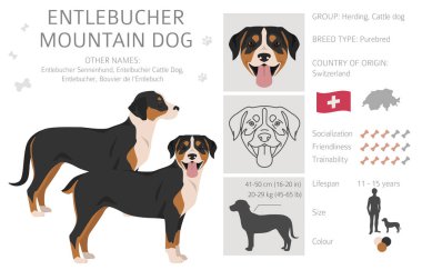 Entlebucher dağ köpeği klipsi. Farklı pozlar, farklı renkler. Vektör illüstrasyonu