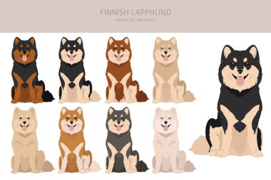 Fiinnish lapphund clipart. Different poses, coat colors set.  Vector illustration clipart