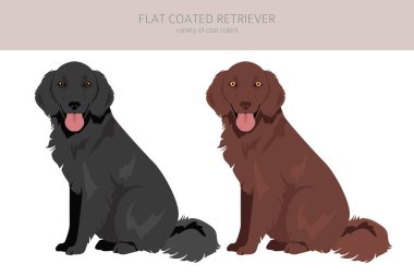 Flat coated retriever clipart. Different poses, coat colors set.  Vector illustration clipart