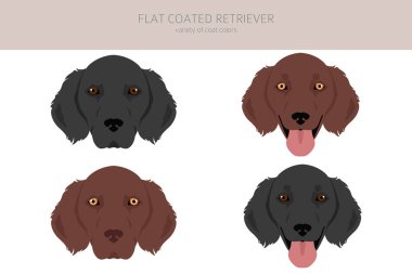 Flat coated retriever clipart. Different poses, coat colors set.  Vector illustration clipart