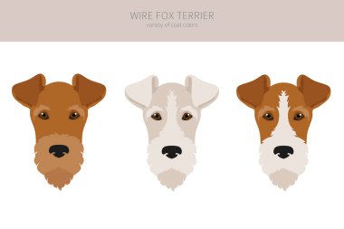 Wire fox terrier clipart. Different poses, coat colors set.  Vector illustration clipart