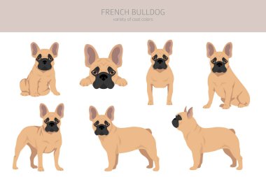 Fransız buldogları farklı pozlarda. Yetişkin ve köpek yavrusu seti. Vektör illüstrasyonu