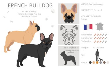 Fransız buldogları farklı pozlarda. Yetişkin ve köpek yavrusu seti. Vektör illüstrasyonu