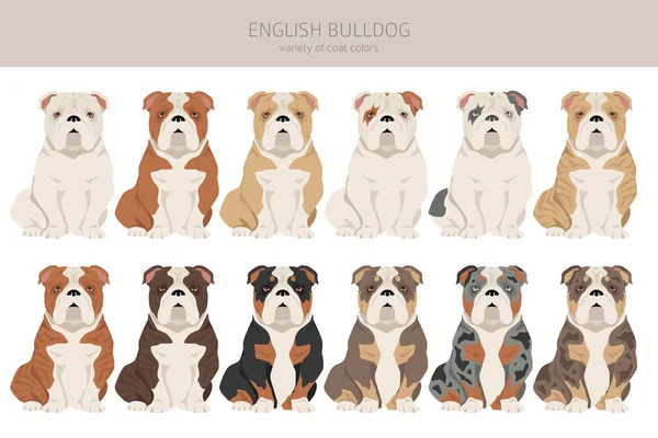 Englische Bulldogge Verschiedene Posen Festgelegte Fellfarben Vektorillustration — Stockvektor