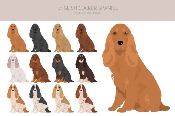 Inglés Cocker Spaniel Clipart Distintas Poses Colores Del Abrigo Establecidos — Vector de stock