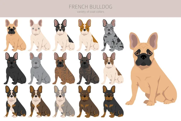 Fransız Buldogları Farklı Pozlarda Yetişkin Köpek Yavrusu Seti Vektör Illüstrasyonu — Stok Vektör
