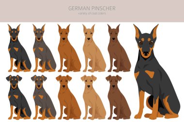 Alman pinscher klipsi. Farklı pozlar, farklı renkler. Vektör illüstrasyonu