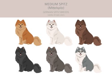 Alman spitz, orta boy spitz clipart. Farklı pozlar, farklı renkler. Vektör illüstrasyonu