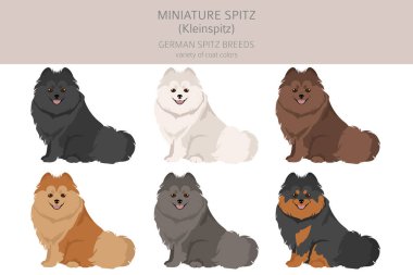 Alman Spitz, Minyatür Spitz Clipart. Farklı pozlar, farklı renkler. Vektör illüstrasyonu